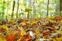 Small tree growing among fallen autumn leaves