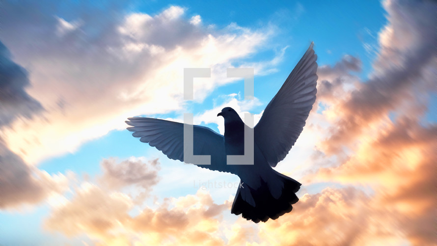 dove soaring through the air