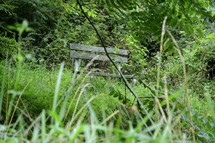 Wooden bench in the middle of green grass and trees