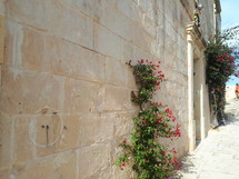 pink flowering vine growing up the side of walls in Greece 