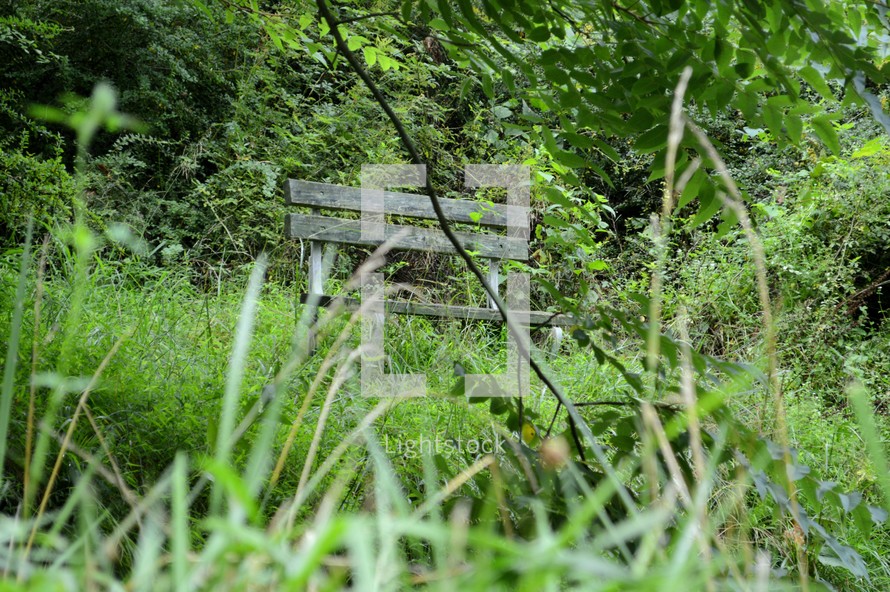 Wooden bench in the middle of green grass and trees