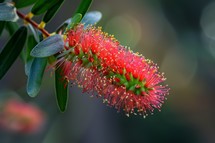 A close-up view of a vibrant flower attached to a tree branch, showcasing its intricate details and natural beauty against a blurred background.