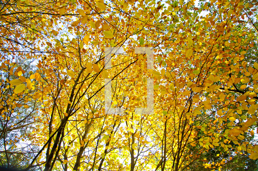 yellow fall leaves 