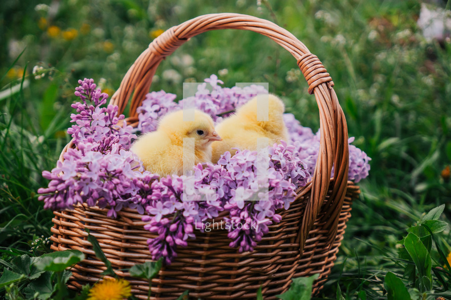 Cute little yellow chickens sitting in wicker basket with lilac flowers bouquet. Springtime, home poultry farm. Concept of traditional easter bird, spring celebration. High quality