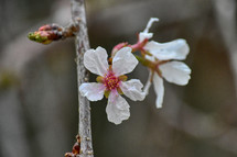 white spring flower 