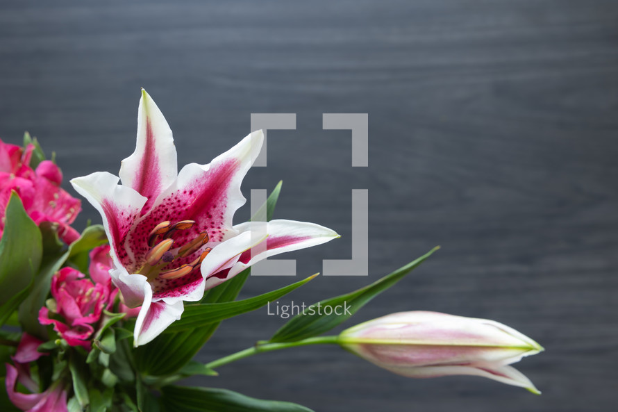 pink lily flowers 