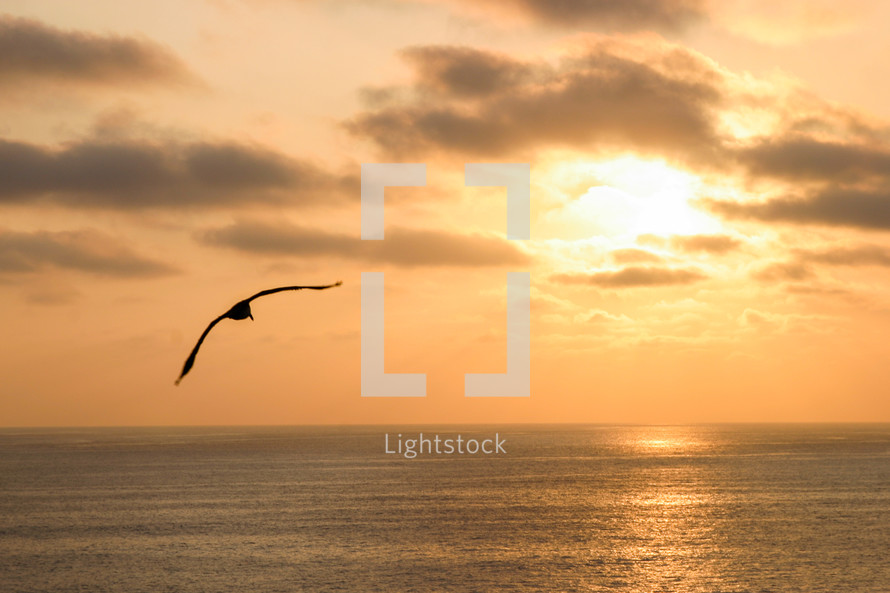 seagull in flight at sunset over the ocean 