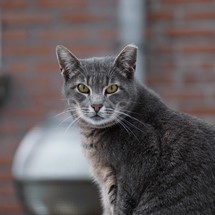 beautiful gray stray cat portrait on the street