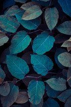 blue japanese knotweed plant leaves, blue background