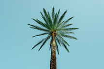 palm tree in the beach, tropical climate