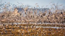 flocks of birds 