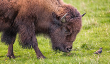 bison and bird 