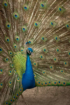 Peacock displaying feathers