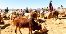 cattle and people in Ethiopia 