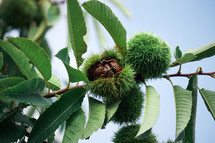 chestnuts in the chestnut tree
