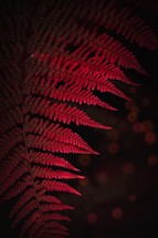 red fern plant leaves in the nature in autumn season, red background