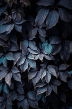 blue plant leaves in the garden, blue background