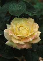 romantic yellow rose in the garden in springtime