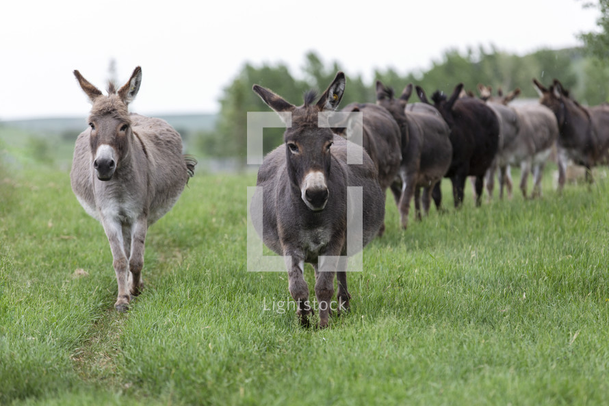 Jerusalem donkeys 