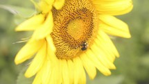 Bee on a yellow sunflower 