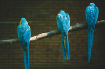Blue parrots on the branch