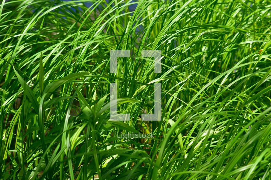 Tall, green grass