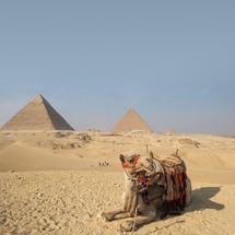 a camel resting in sand in front of pyramids 