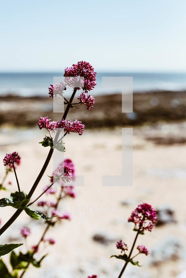 pink flowers and a view of the ocean 