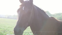 a horse in a pasture 
