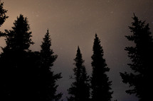 silhouettes of tall evergreen trees under stars in the night sky 