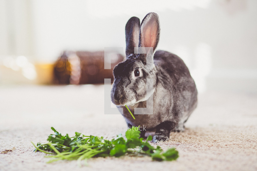 a rabbit eating greens