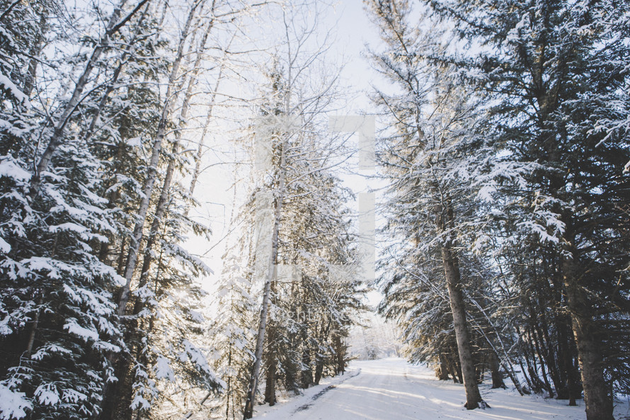 snowy winter road with tall trees and sunlight