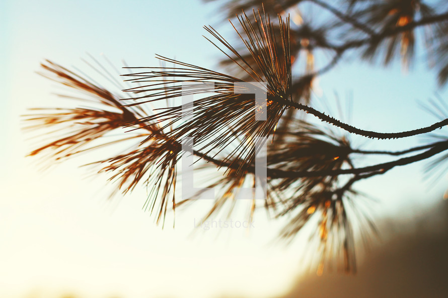 pine needles on a tree at sunrise 