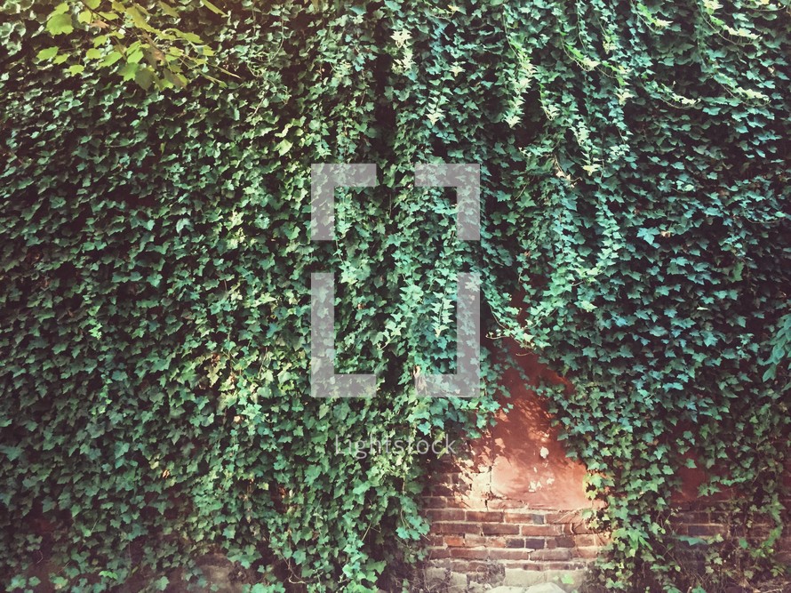 ivy growing down a brick wall 