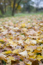 fall leaves on green grass