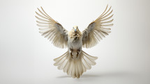 A brown dove spreads its wings in a white studio