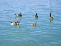 ducks on water 