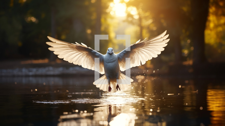 Dove in flight over water. 