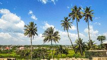 Tropical palm trees in Ghana