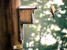 a bird flying towards a bird house 