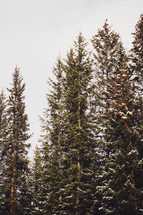 tall pines in Colorado in winter 