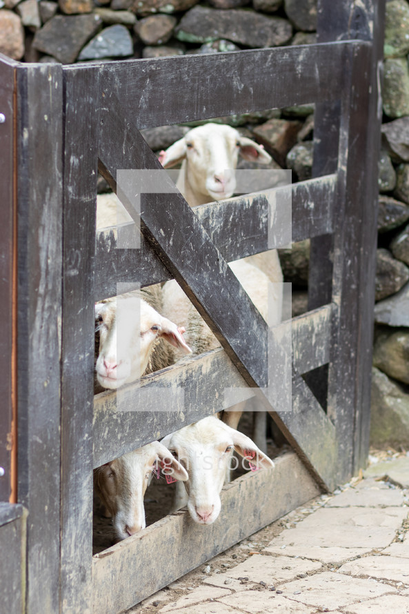 sheep looking through gate