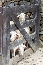 sheep looking through gate