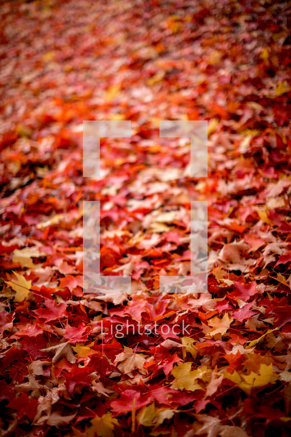 fall leaves background 