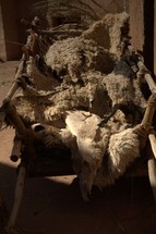wool from sheared sheep 