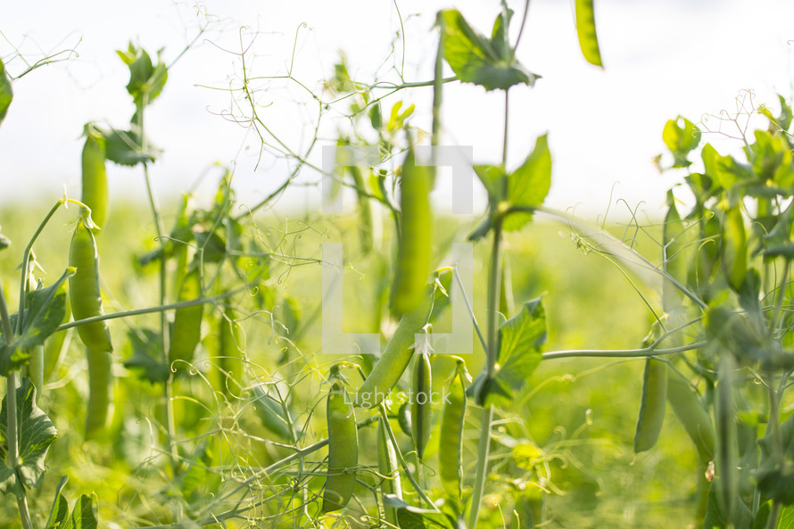 peas growing in field