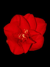 Red Camellia Flower on Black
