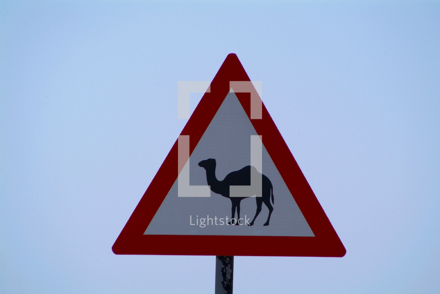 Beware of camels crossing the road ahead road sign