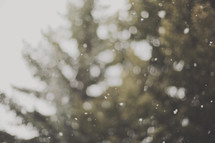 out of focus snow falling by evergreen trees
