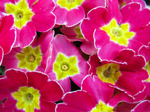 pink and yellow flowers background 